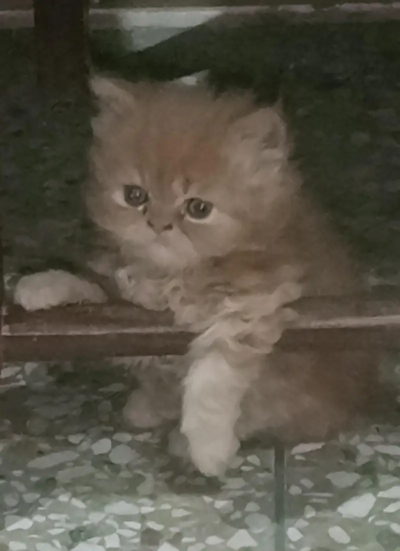 Punch face kittens for sale — photo 4