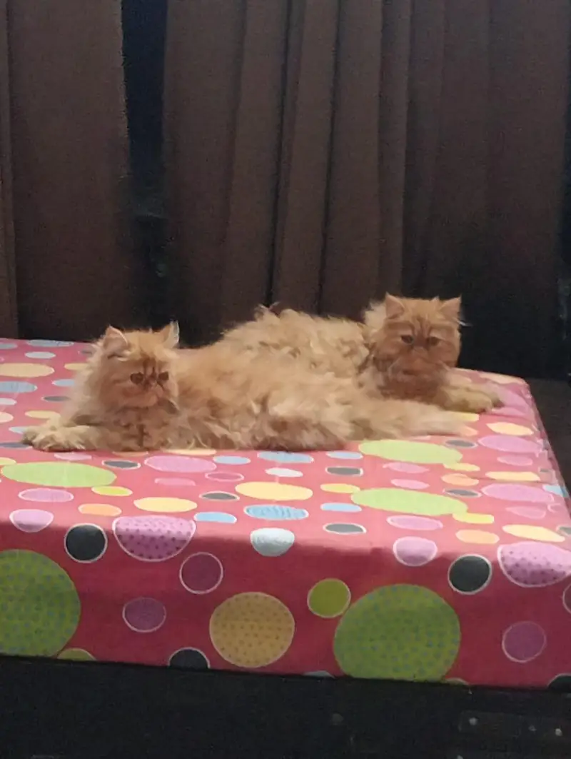 Punch face kittens for sale — photo 5