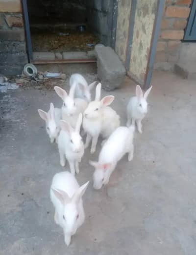 red eyes rabbit