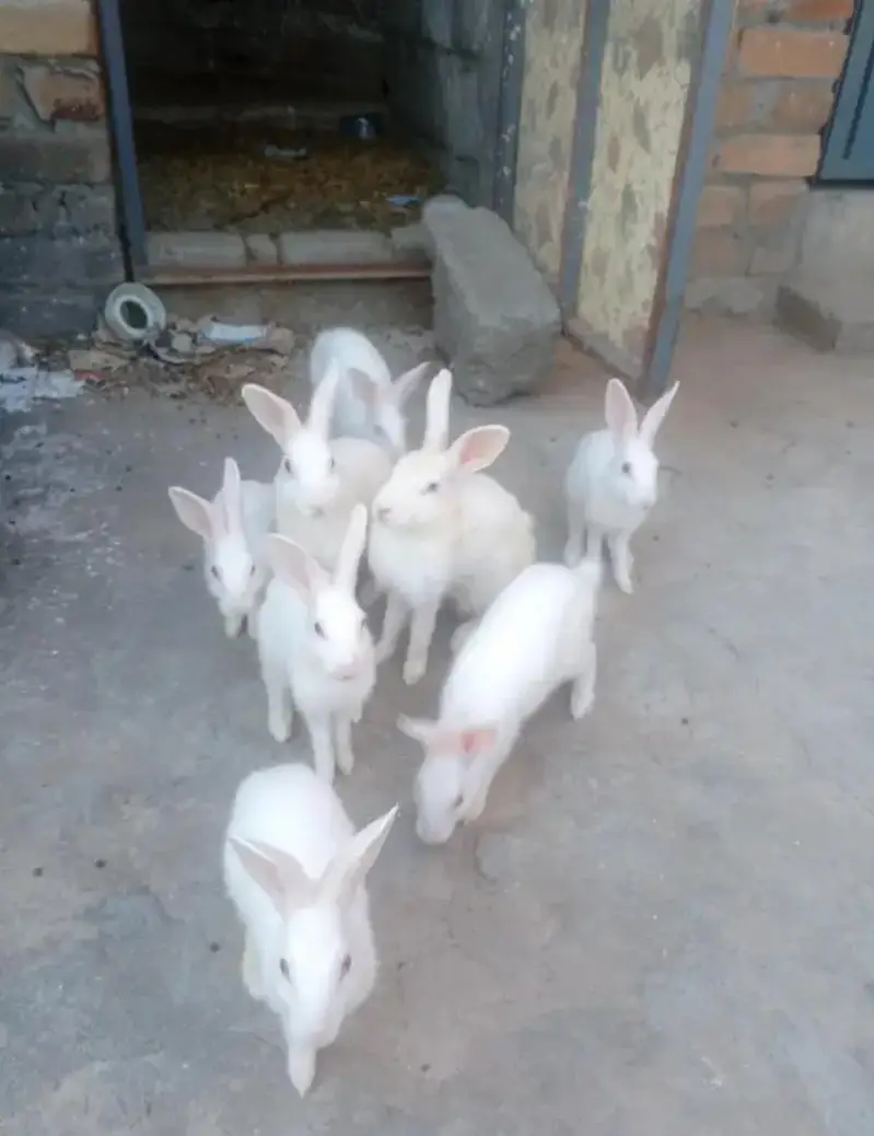 red eyes rabbit