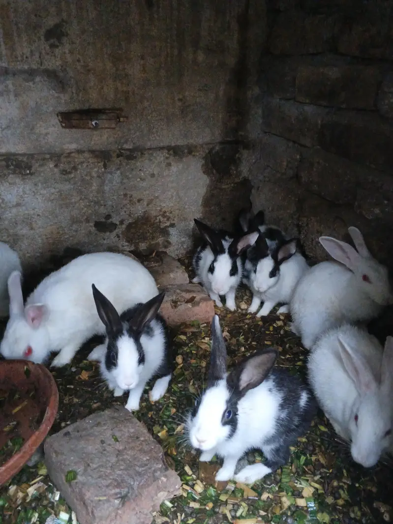 red eyes rabbit — photo 2