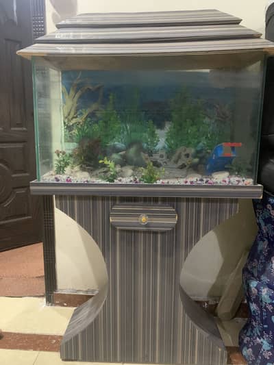 Fish aquarium