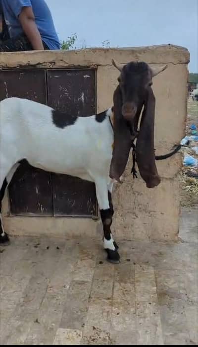 patera Bakra for sale