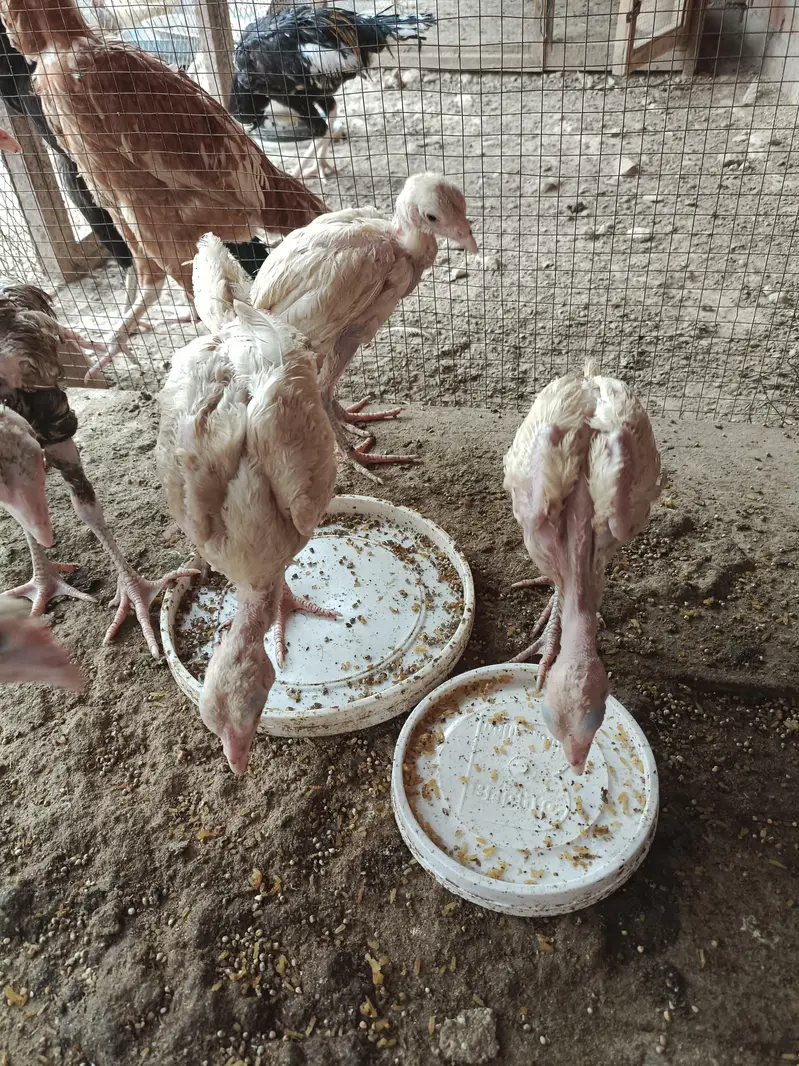 ہیرا بریڈ اسیل — photo 3