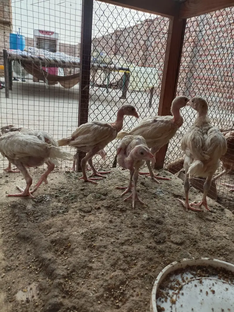 ہیرا بریڈ اسیل — photo 7
