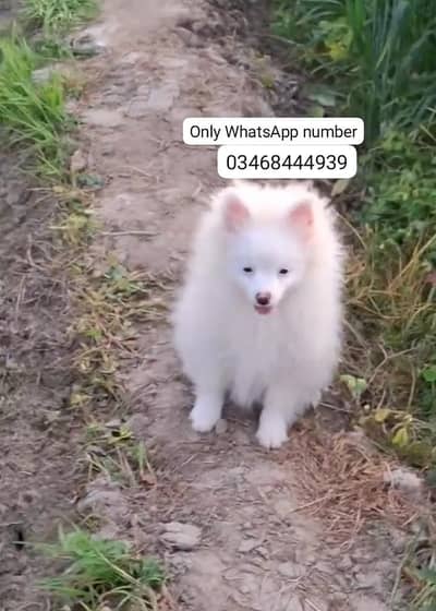 Russian  dog for sale