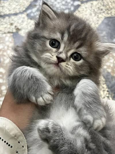 kittens Available (03375899344)