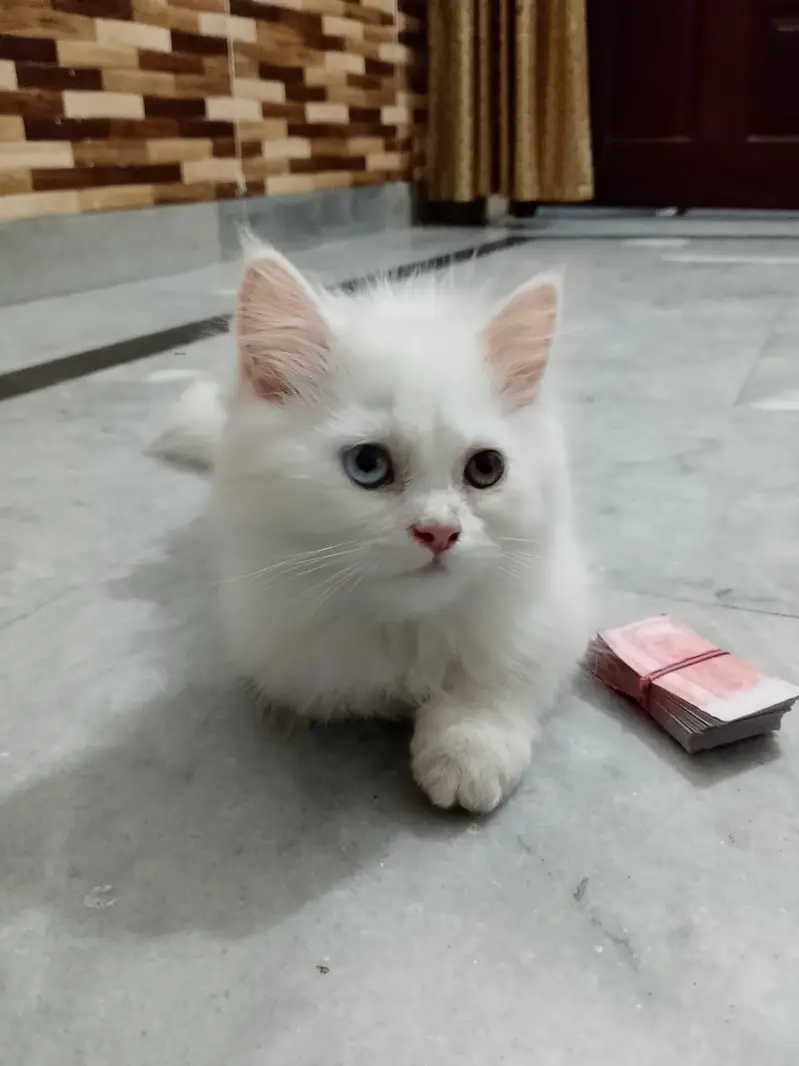 kittens Available (03375899344) — photo 2