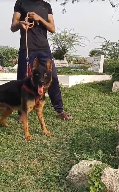 Garman Shapherd Male 03298202490