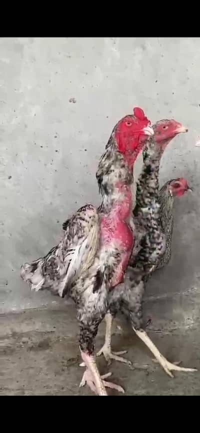 Shamoo Aseel Coco Trio for Sale