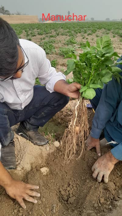 Agriculture consultant