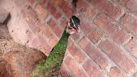 jawan green peacocks
