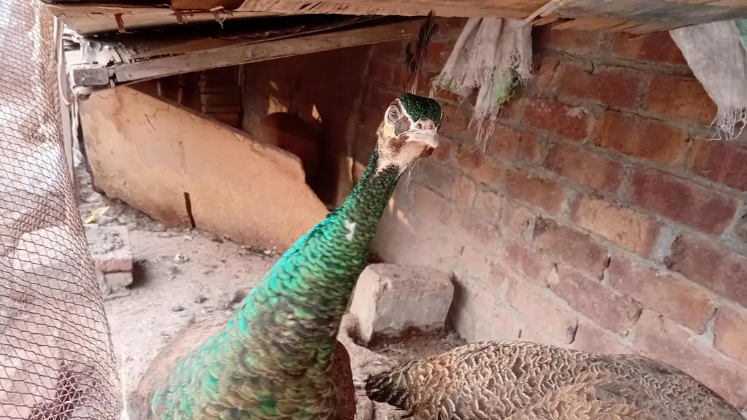 jawan green peacocks — photo 2