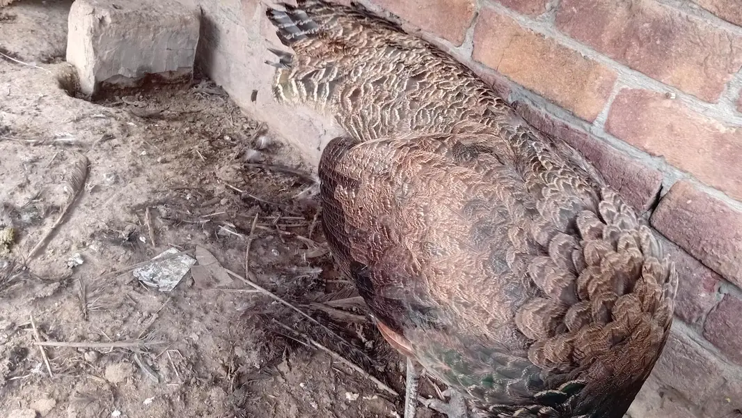 jawan green peacocks — photo 3
