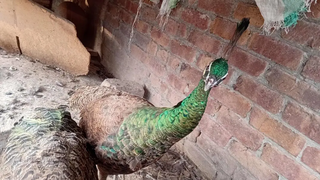 jawan green peacocks — photo 4