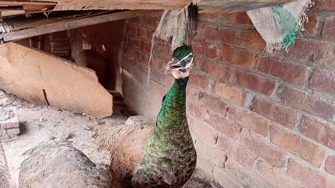 jawan green peacocks — photo 5
