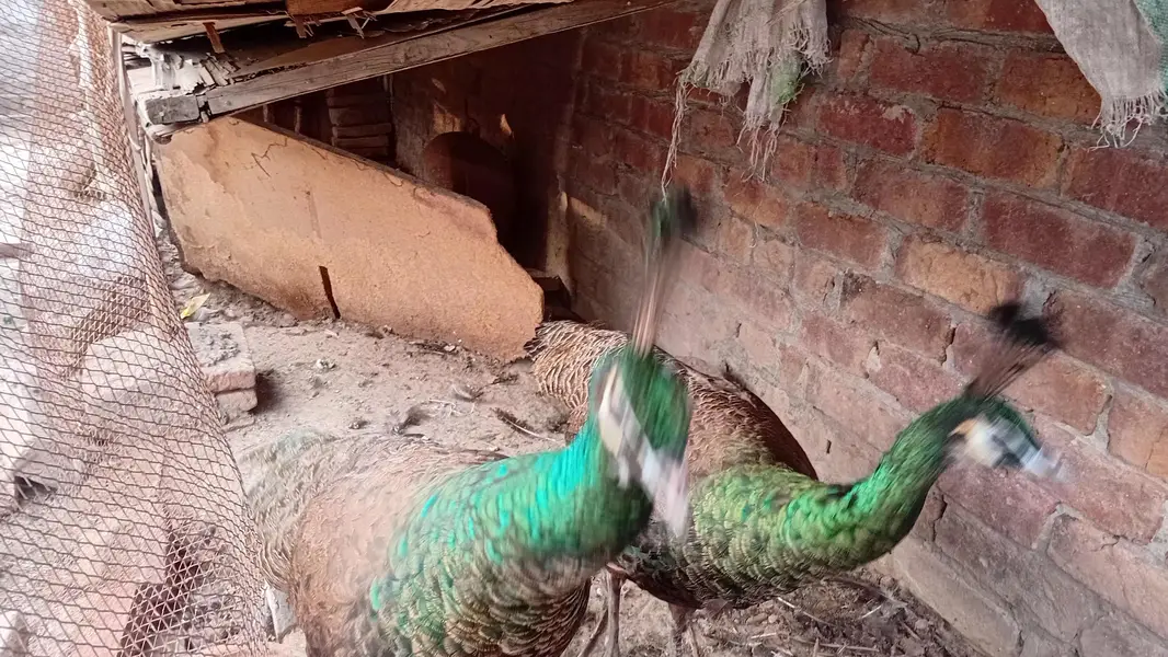 jawan green peacocks — photo 6
