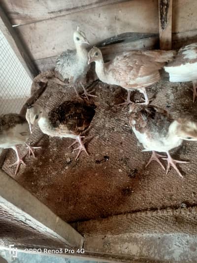 Peacock chicks available age one 1 month  Whatsapp number 03213551584