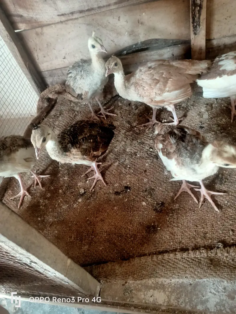 Peacock chicks available age one 1 month  Whatsapp number 03213551584