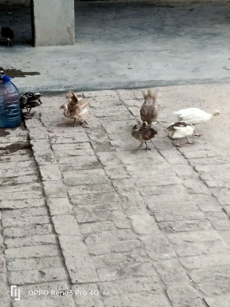 Peacock chicks available age one 1 month  Whatsapp number 03213551584 — photo 2