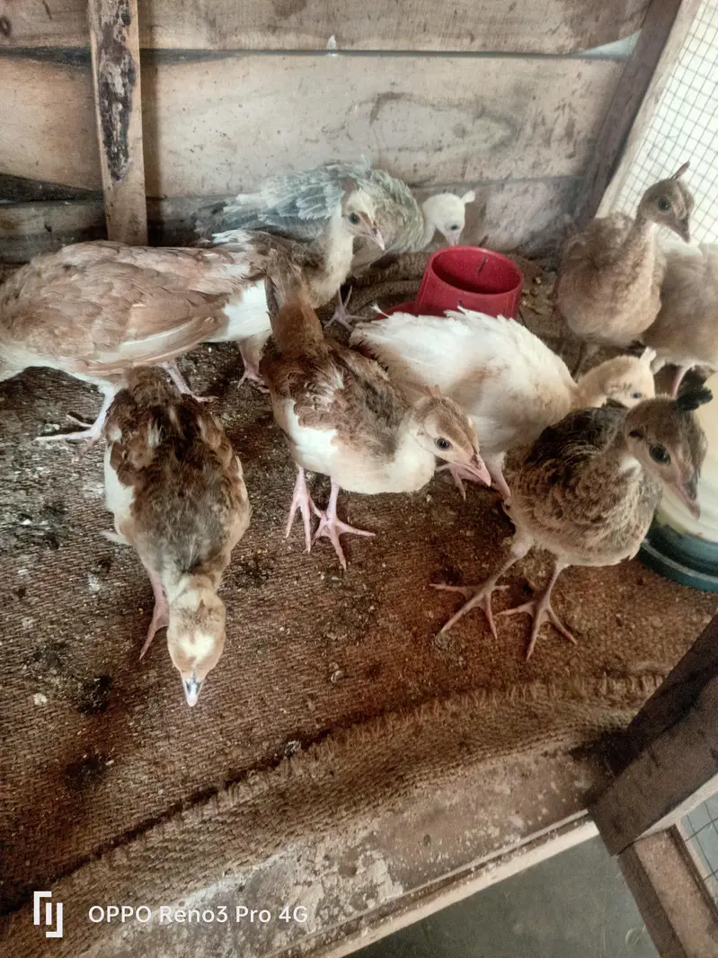 Peacock chicks available age one 1 month  Whatsapp number 03213551584 — photo 3