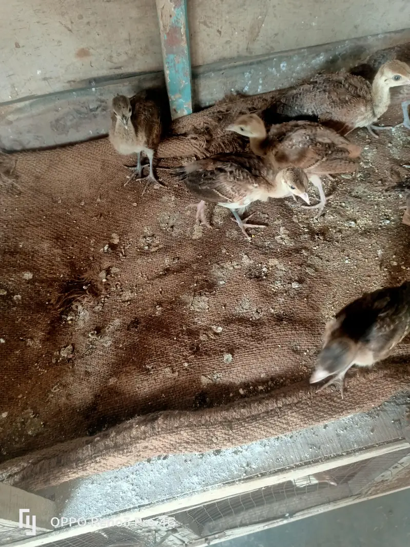 Peacock chicks available age one 1 month  Whatsapp number 03213551584 — photo 4