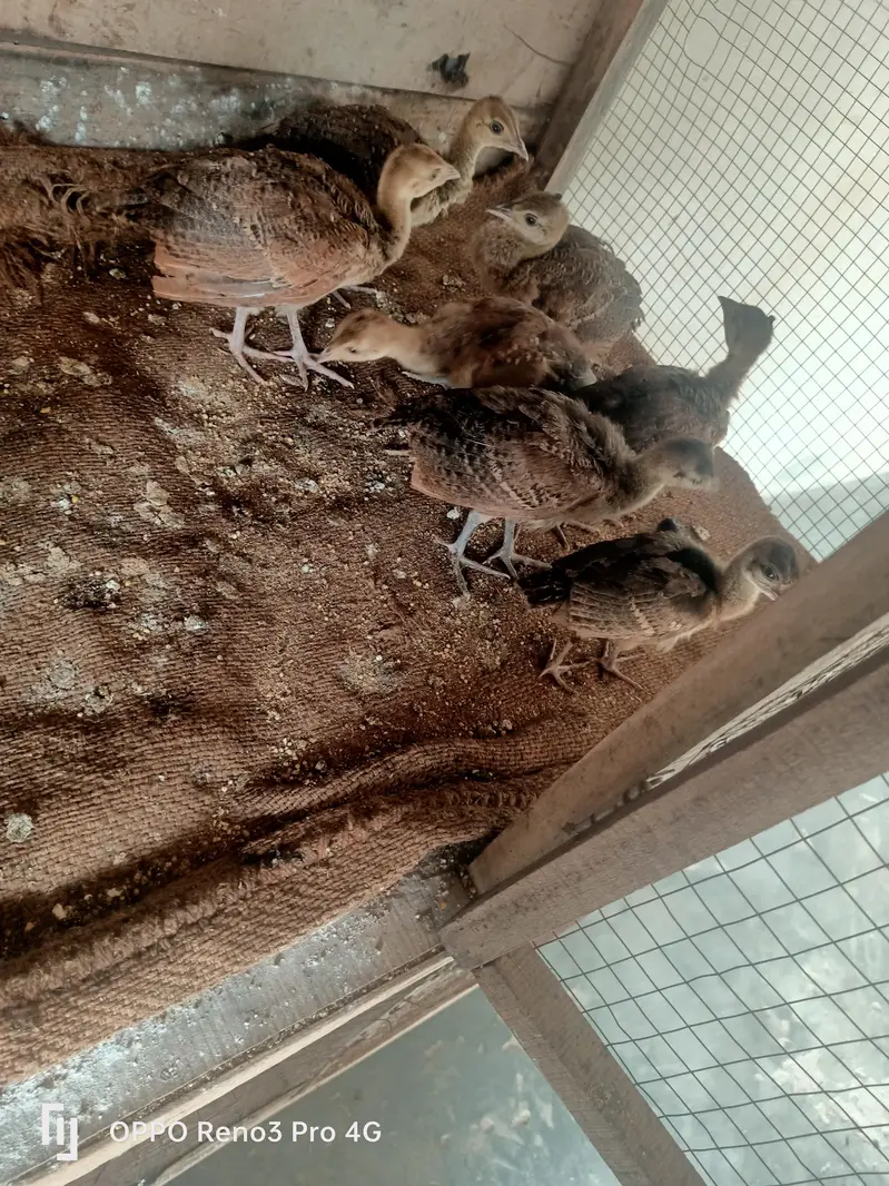 Peacock chicks available age one 1 month  Whatsapp number 03213551584 — photo 5
