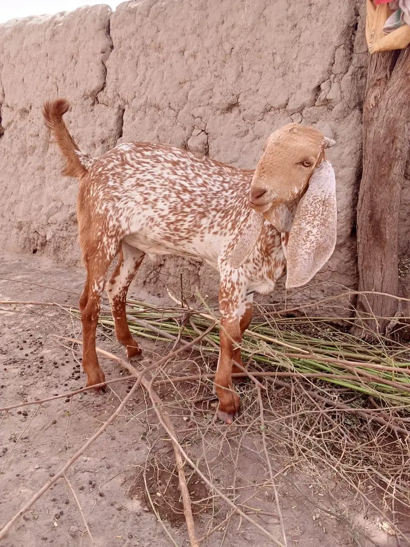 desi Bakra for Sale Mashallah Call 03405796364 — photo 2