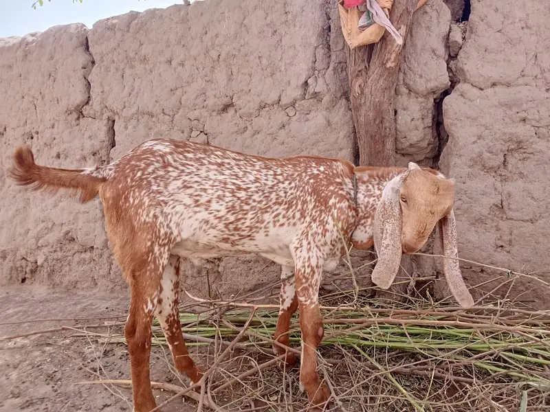 desi Bakra for Sale Mashallah Call 03405796364 — photo 3