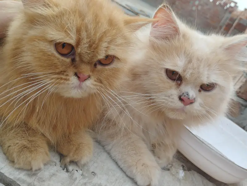 male and female — photo 4