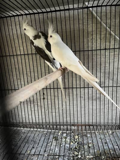 cockatiel v pied piar