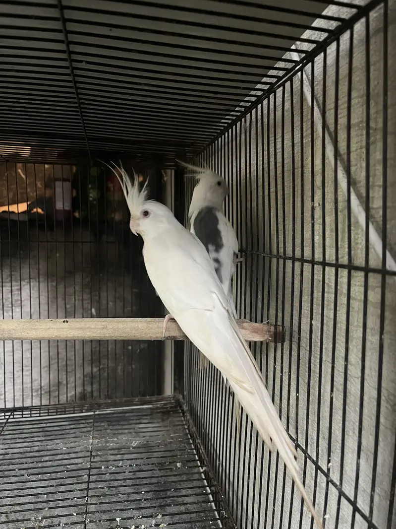 cockatiel v pied piar — photo 2