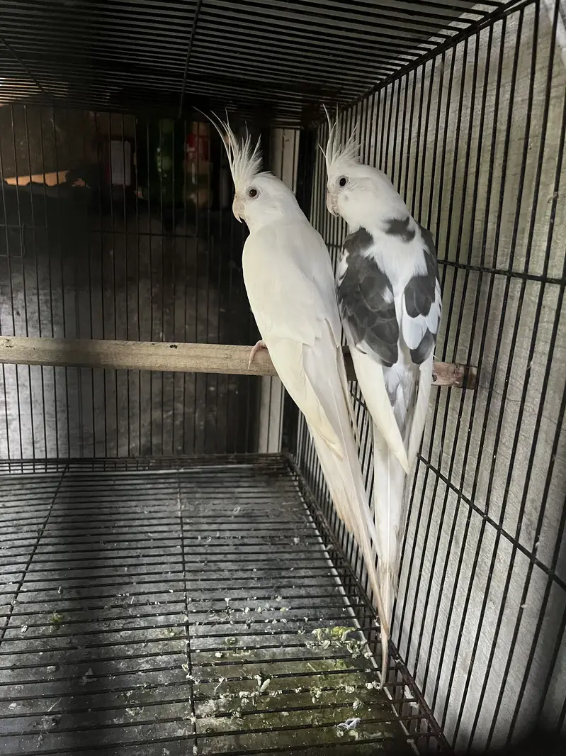 cockatiel v pied piar — photo 3
