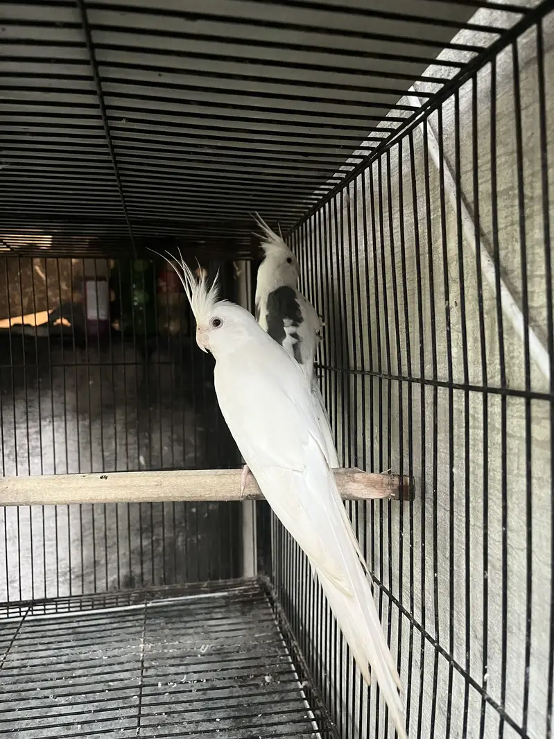cockatiel v pied piar — photo 4