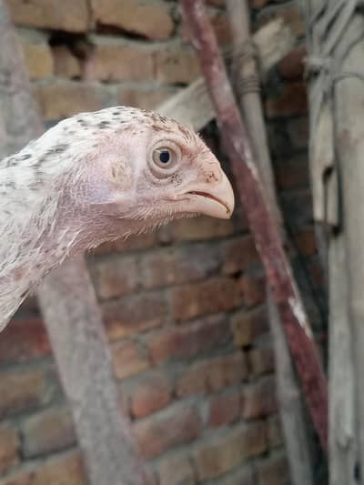 parrot beak