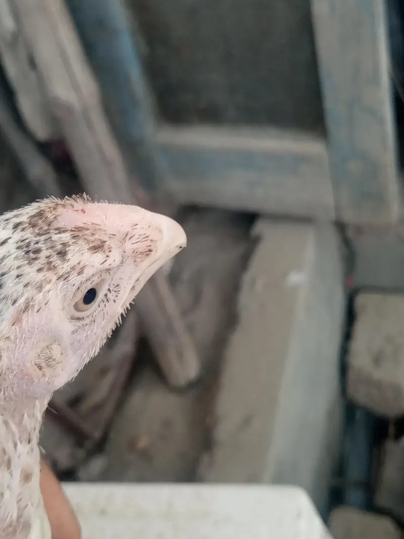 parrot beak — photo 3