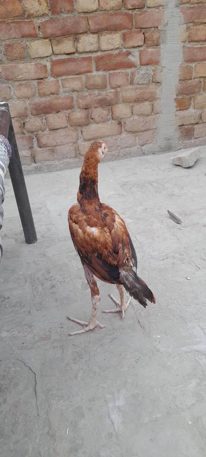 Aseel patha 1
