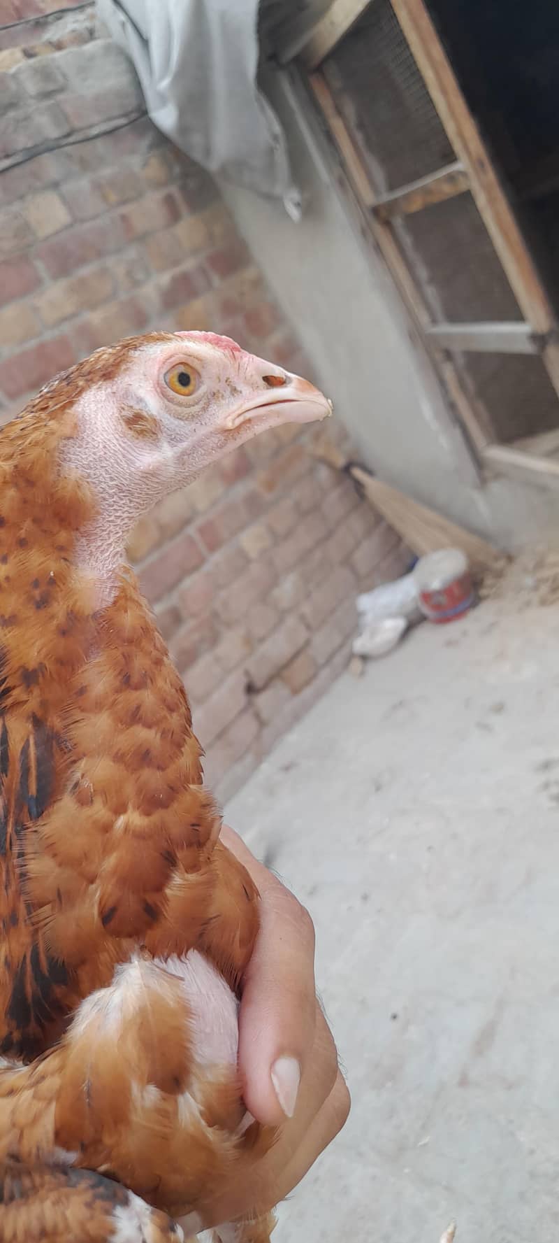 Aseel patha 2