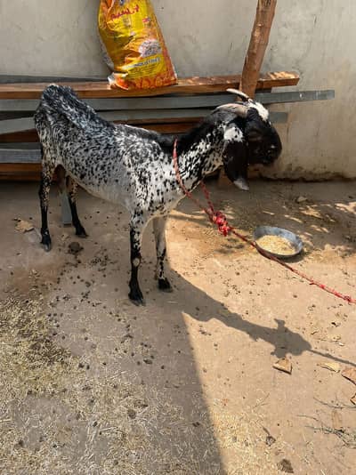 achi nasal ki bakri hy hamary pass chara ka issue hy .