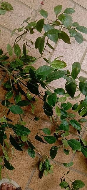 Lemon Plant – Best Quality