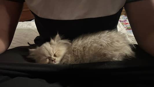 Male Persian Cat on Sale
