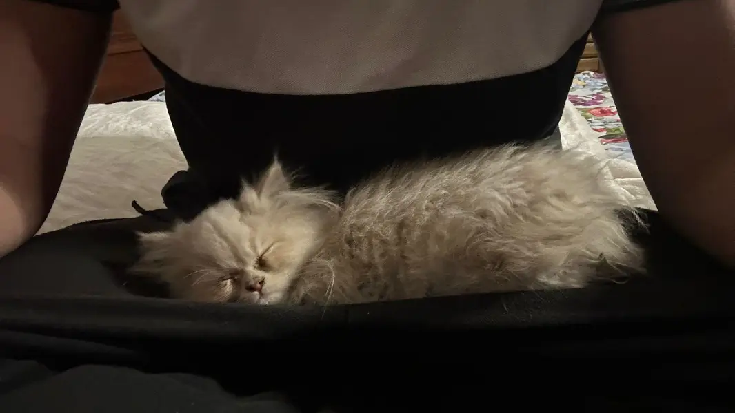 Male Persian Cat on Sale