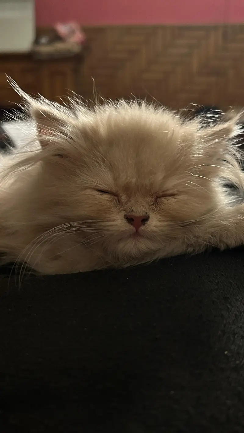 Male Persian Cat on Sale — photo 2