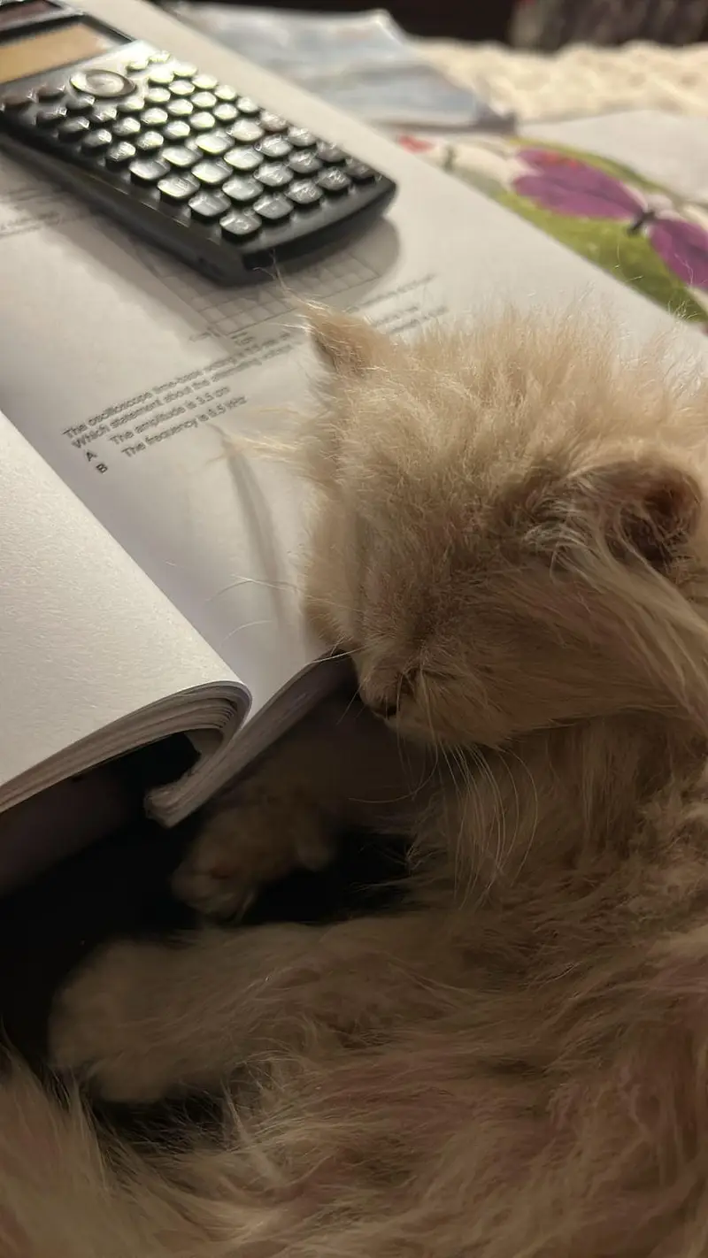 Male Persian Cat on Sale — photo 3
