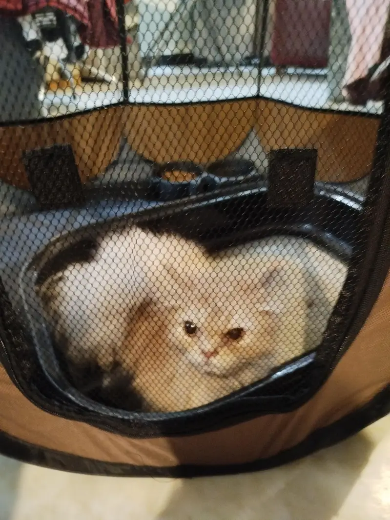 Male Persian Cat on Sale — photo 4