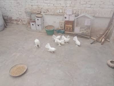 pigeon 