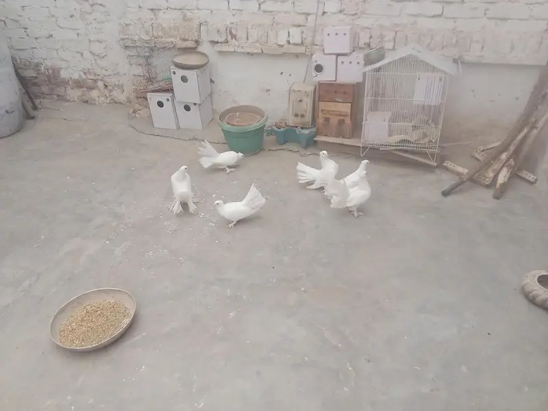 pigeon  — photo 2