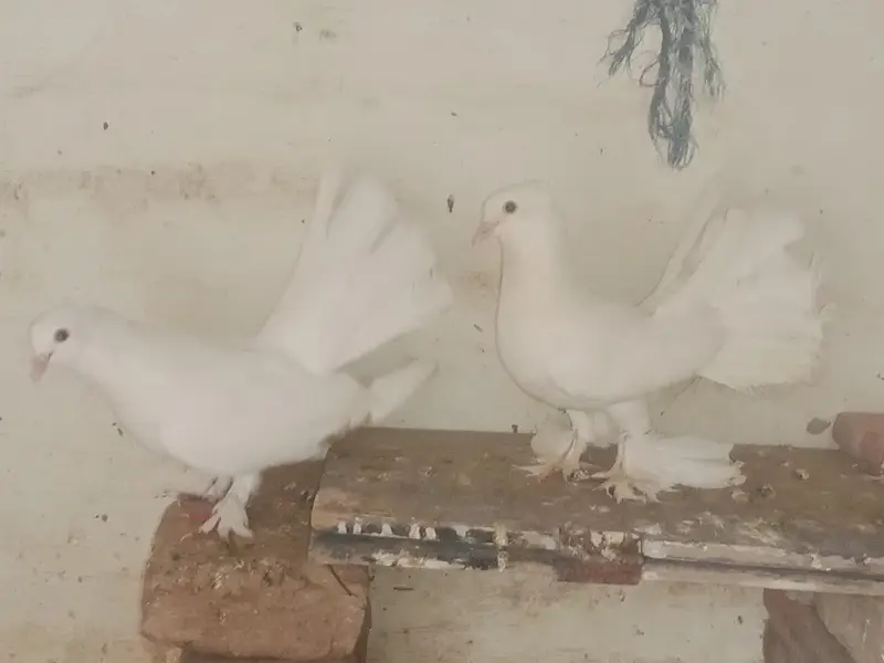 pigeon  — photo 4
