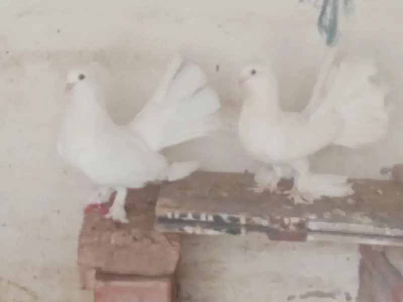 pigeon  — photo 5