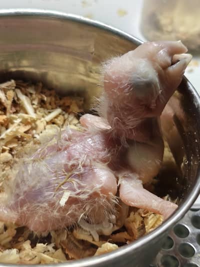 blue n gold macaw chick